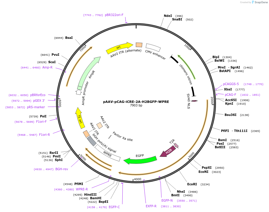 234893-plasmid-map-sequence-id-468899