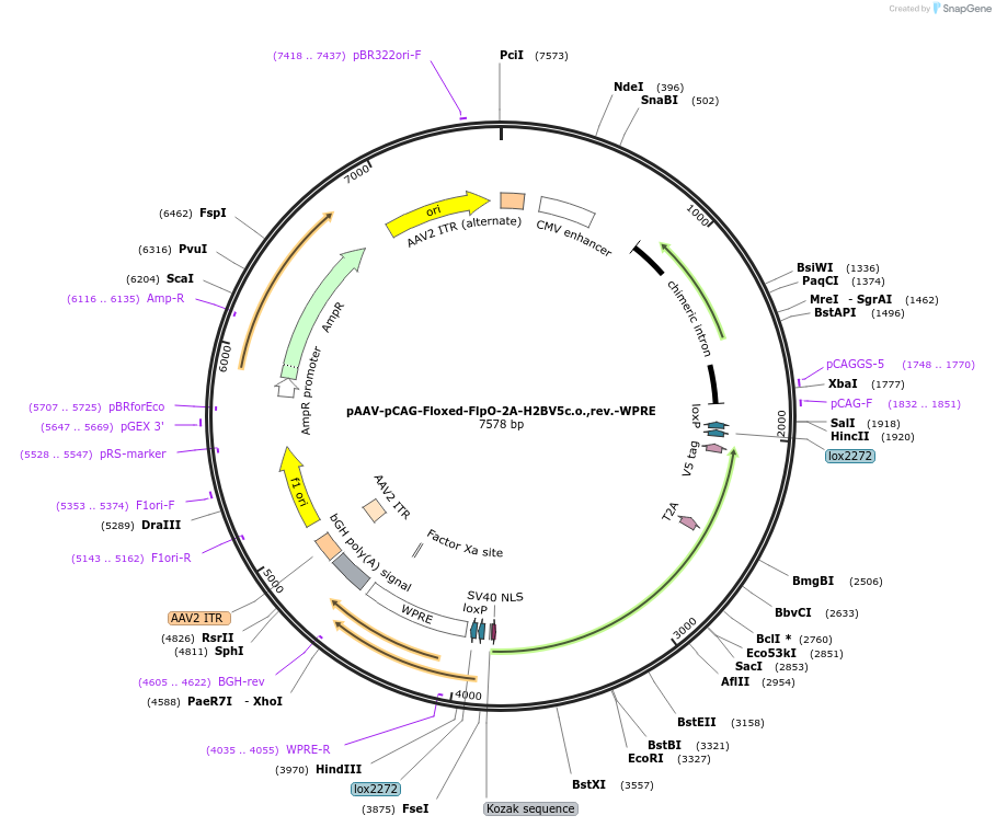 234894-plasmid-map-sequence-id-468900