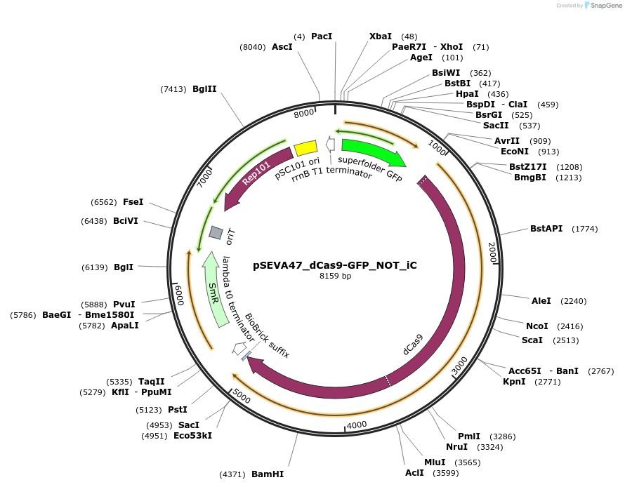 231418-plasmid-map-sequence-id-468903