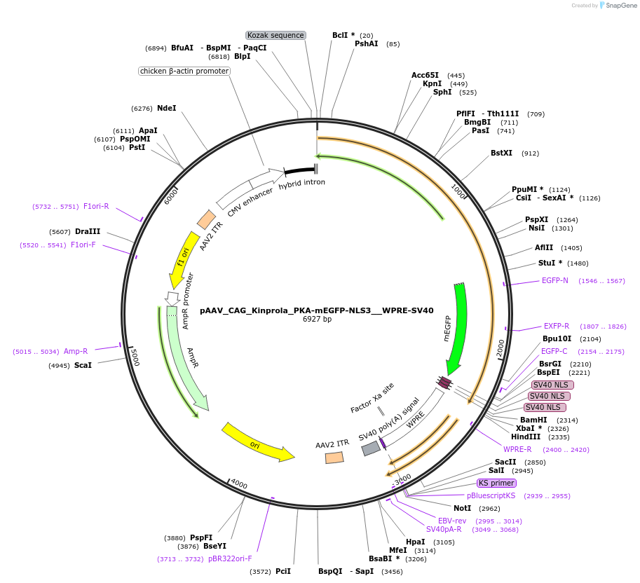 233365-plasmid-map-sequence-id-468904