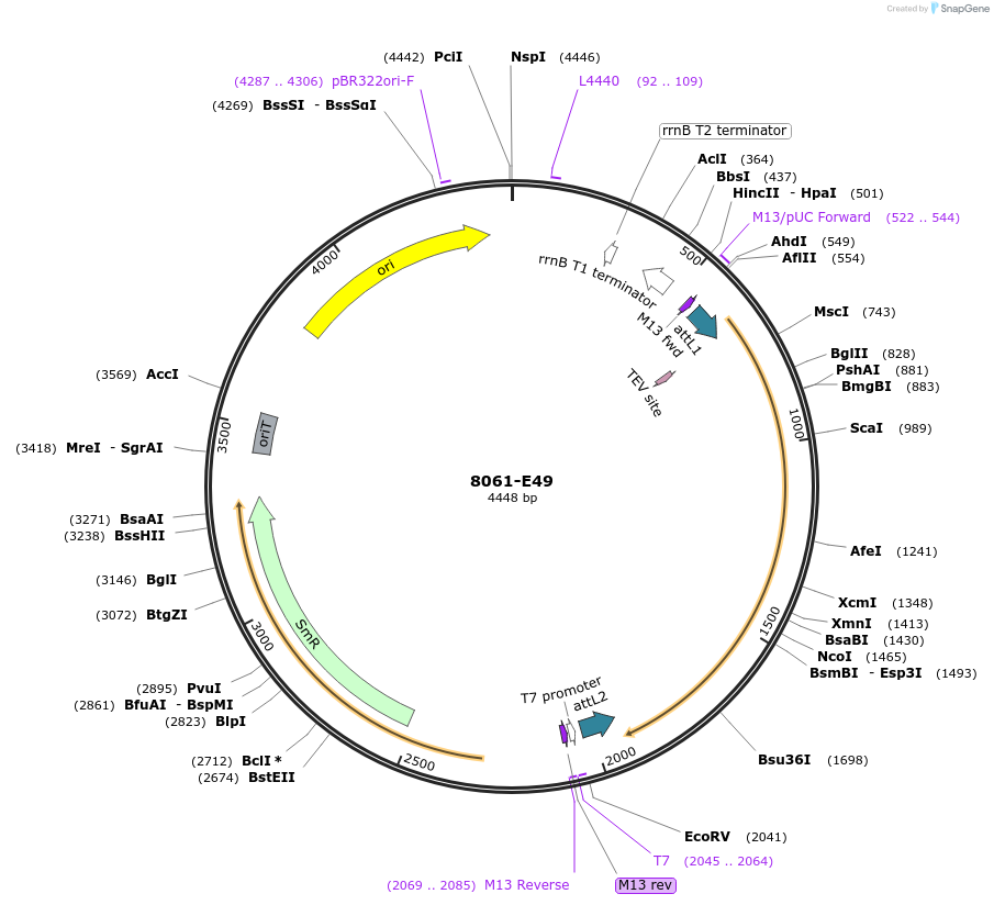 234286-plasmid-map-sequence-id-468905