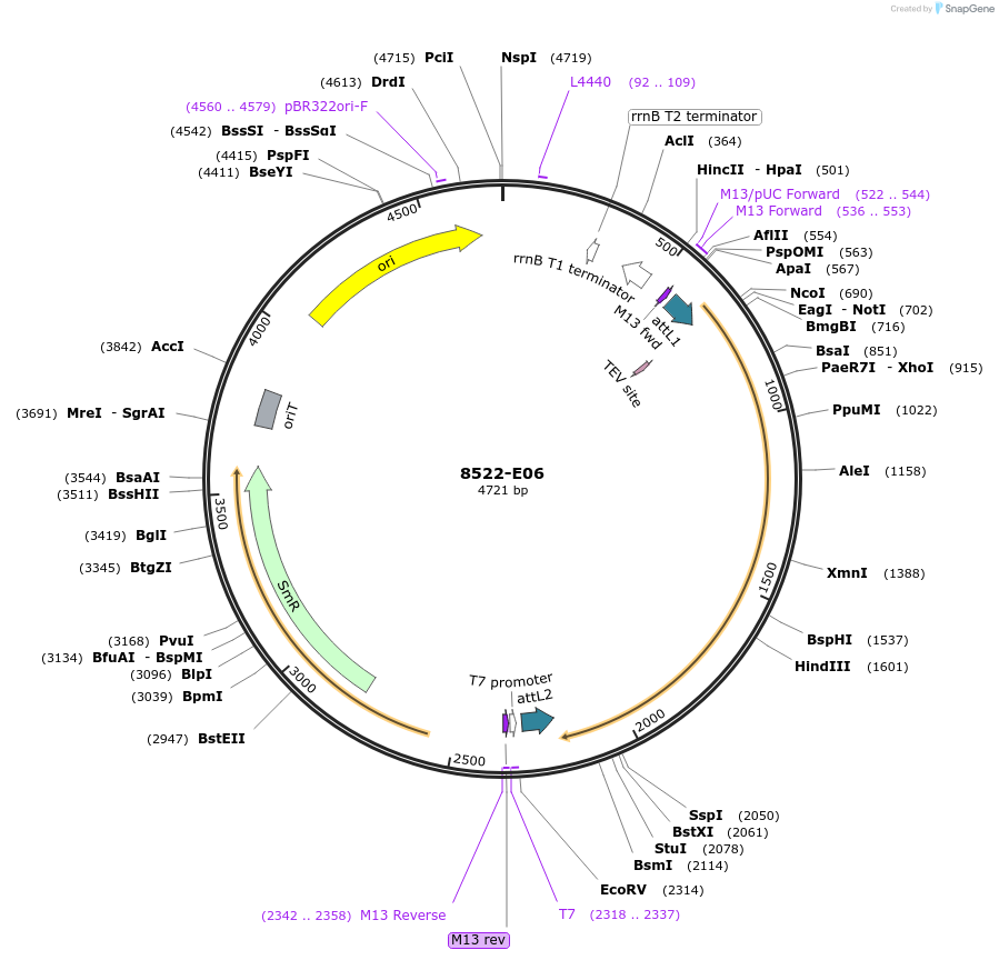 234291-plasmid-map-sequence-id-468906
