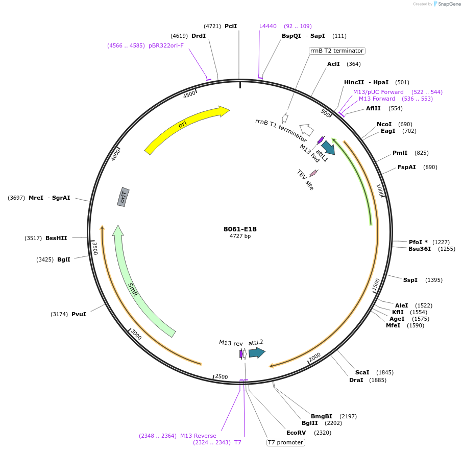 234255-plasmid-map-sequence-id-468908