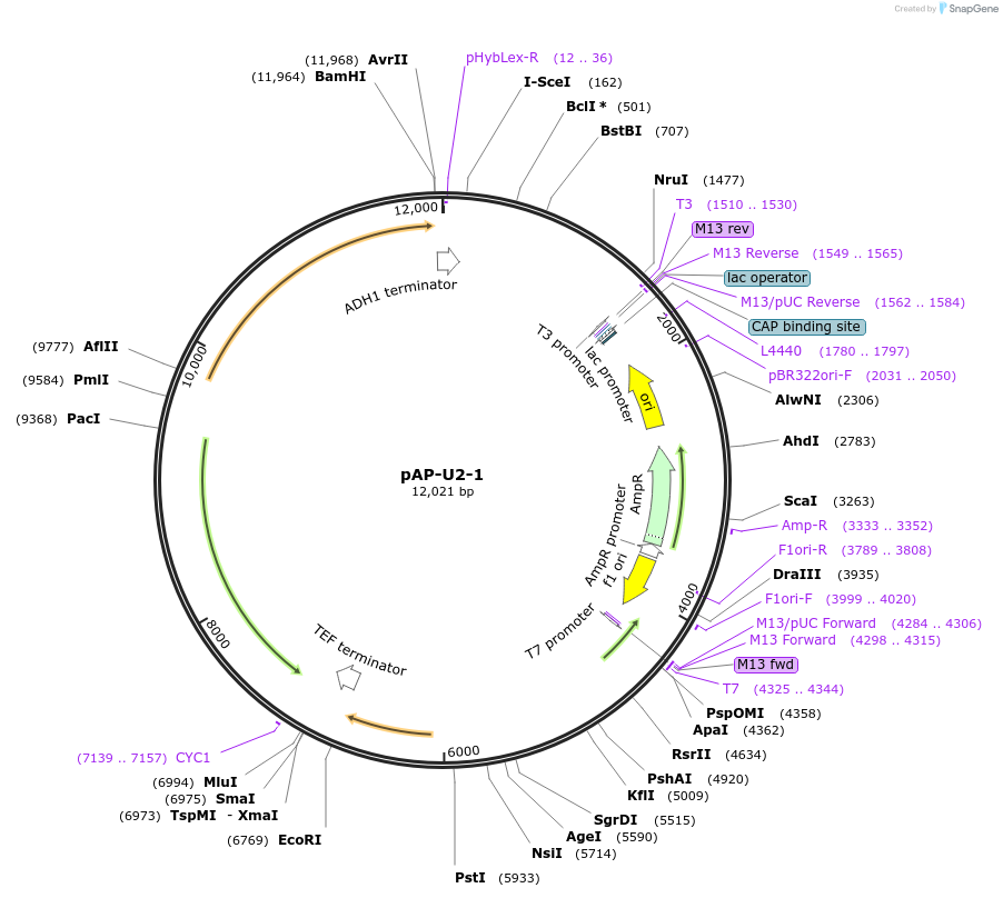 236472-plasmid-map-sequence-id-468916