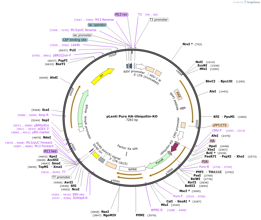 236292-plasmid-map-sequence-id-468935