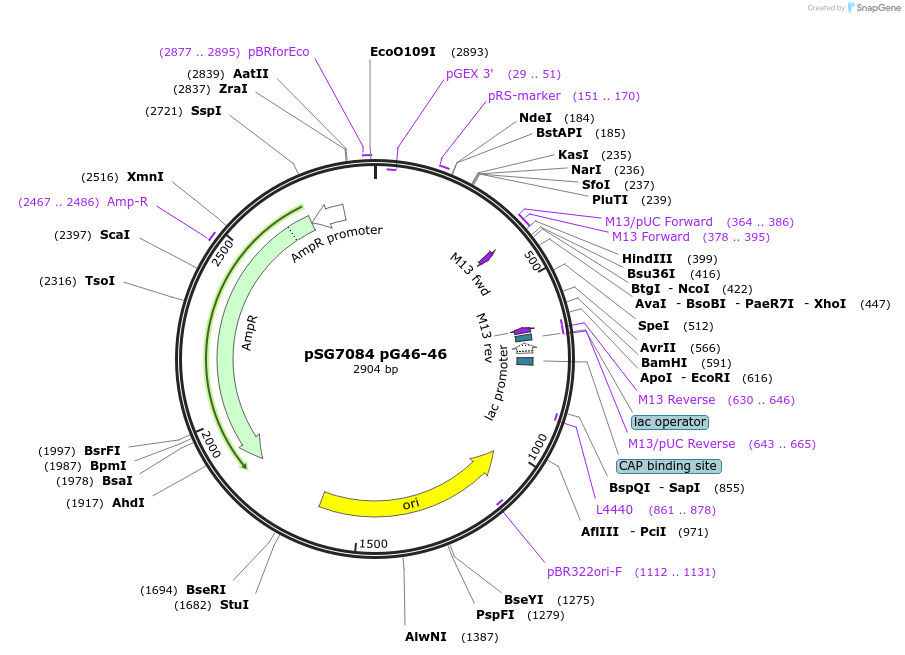 232621-plasmid-map-sequence-id-468938