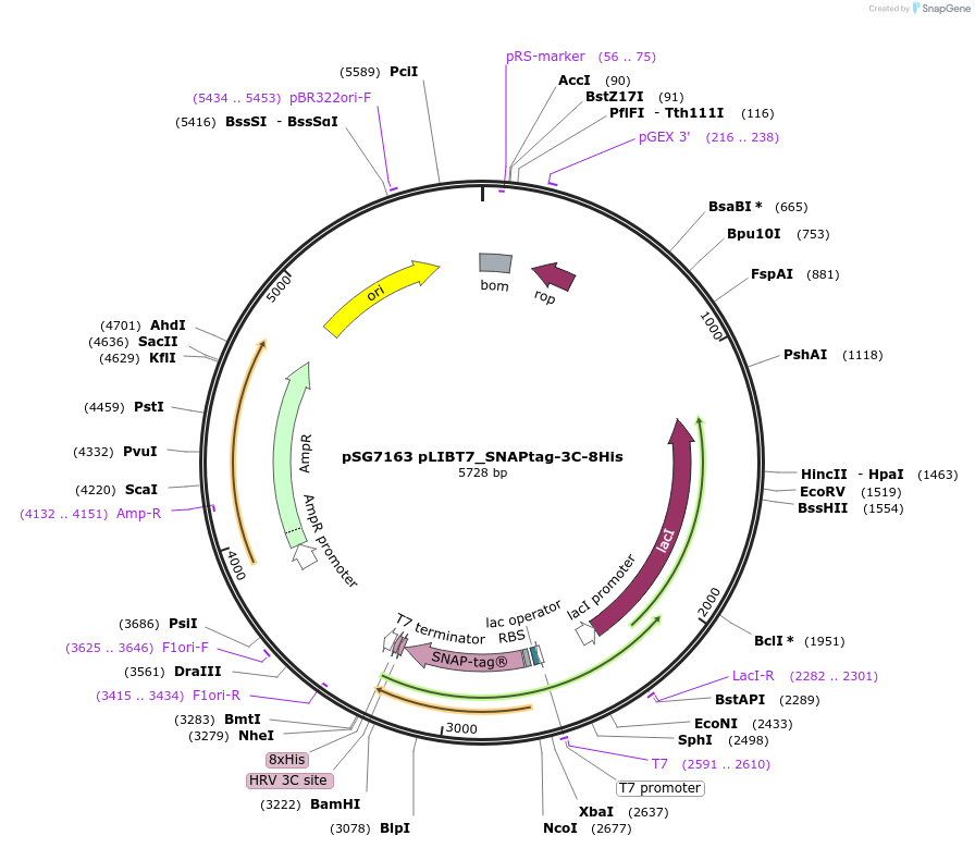 232622-plasmid-map-sequence-id-468942