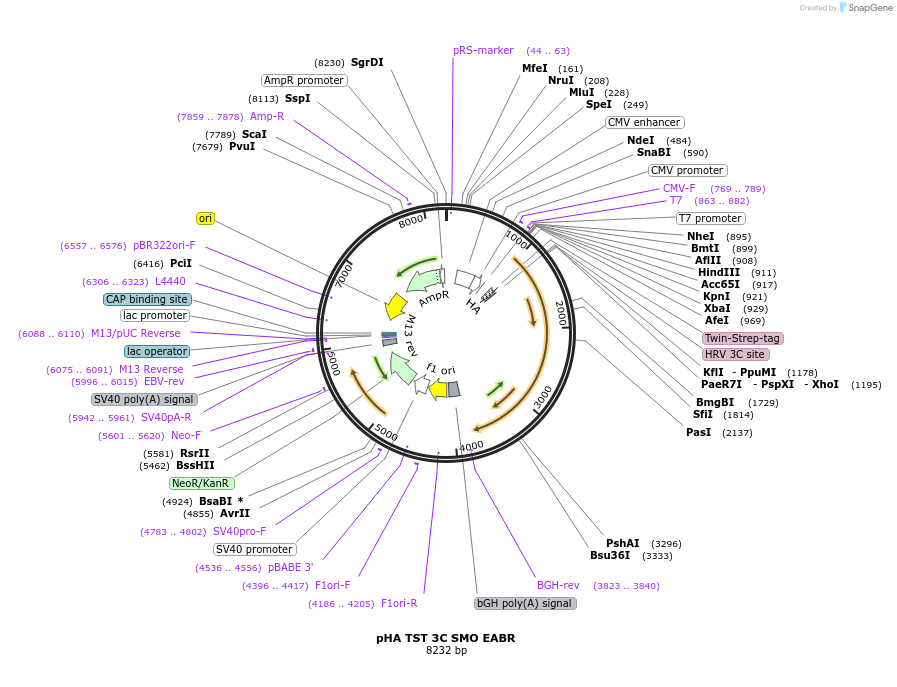 234989-plasmid-map-sequence-id-468945