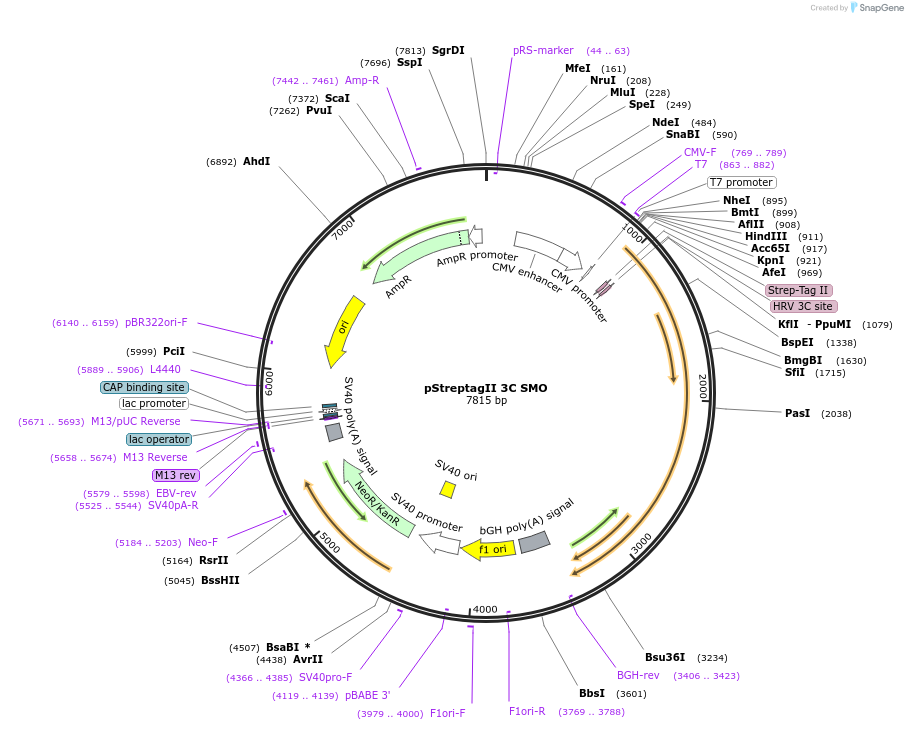 234995-plasmid-map-sequence-id-468950