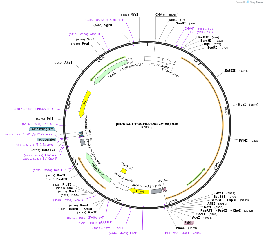 234763-plasmid-map-sequence-id-468952