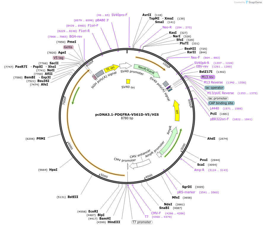 234762-plasmid-map-sequence-id-468956