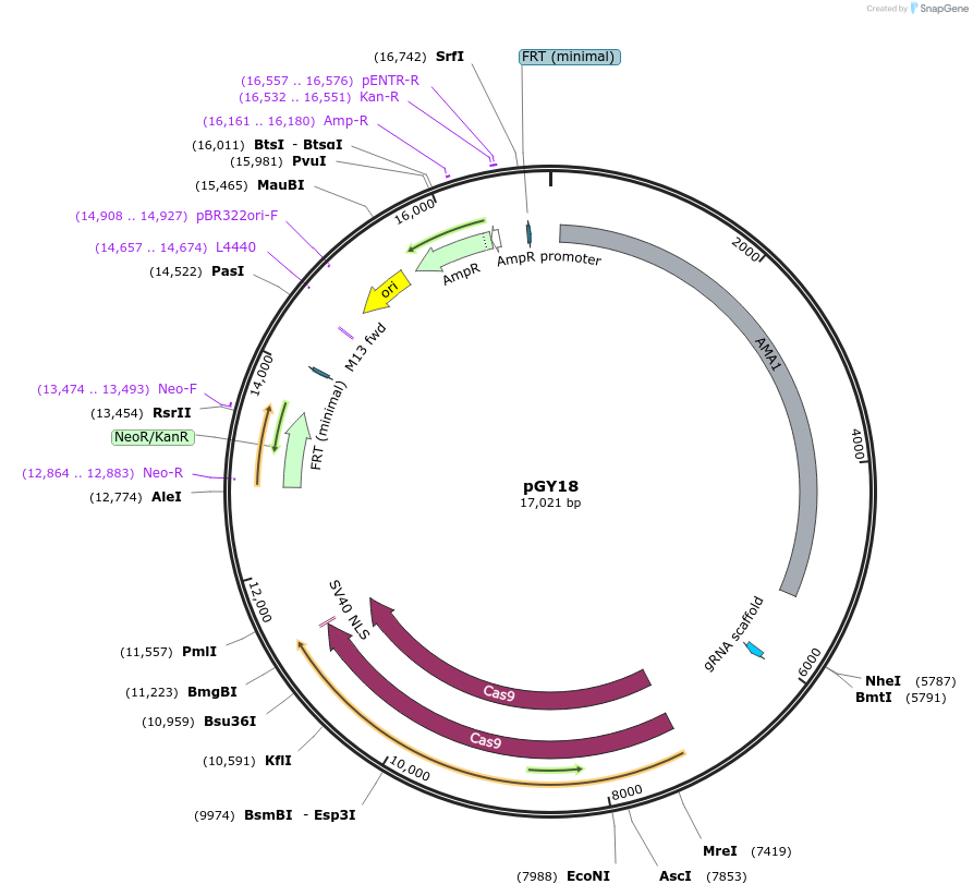 221708-plasmid-map-sequence-id-469000
