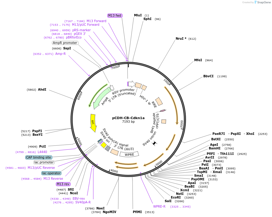 228914-plasmid-map-sequence-id-469003
