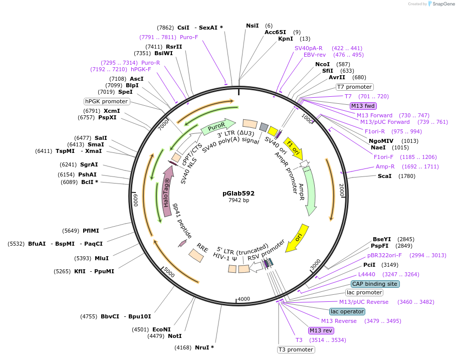 236554-plasmid-map-sequence-id-469013