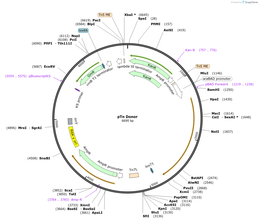 236211-plasmid-map-sequence-id-469016