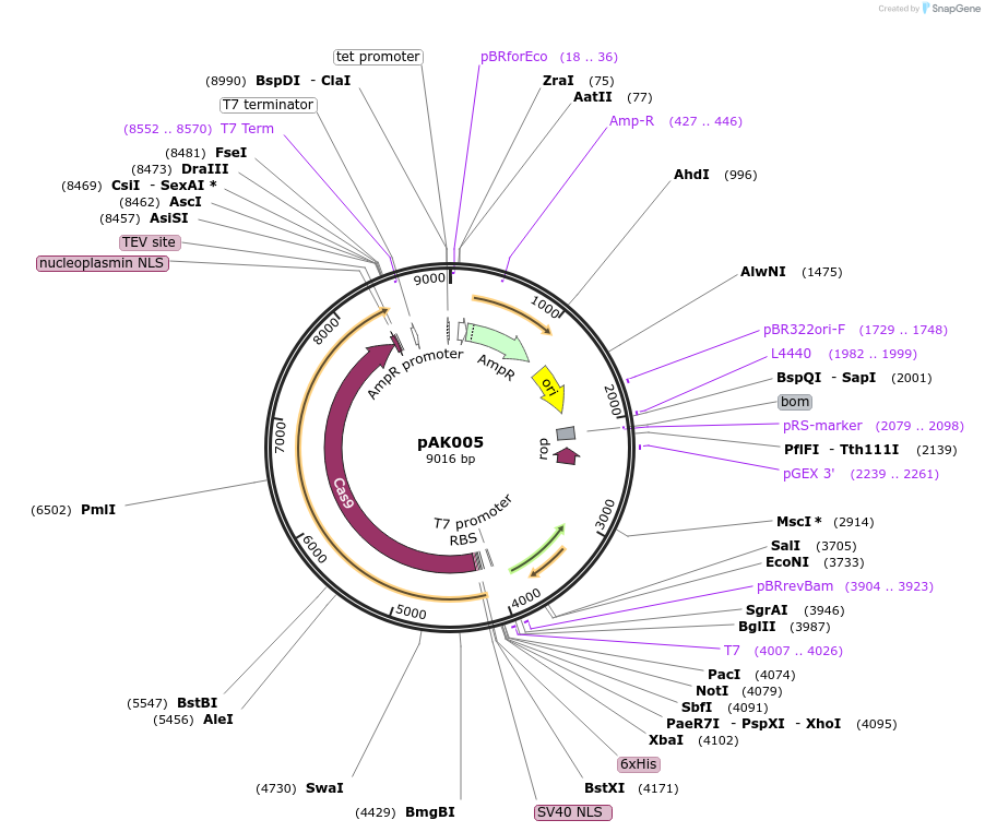 233642-plasmid-map-sequence-id-469019