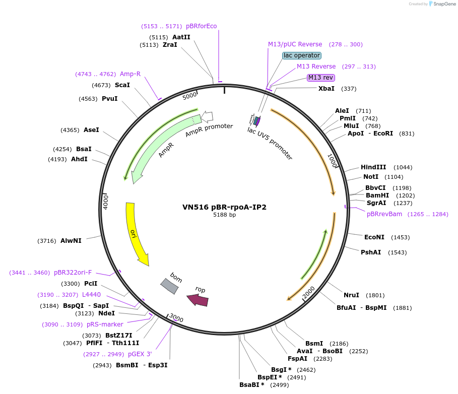 235099-plasmid-map-sequence-id-469020