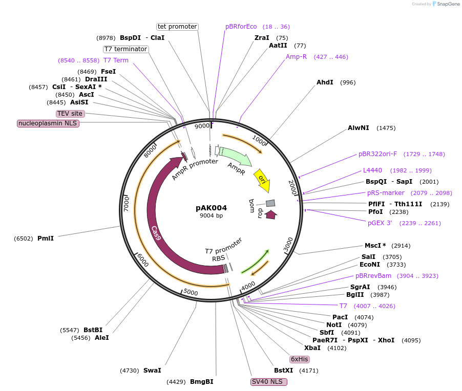 233641-plasmid-map-sequence-id-469021