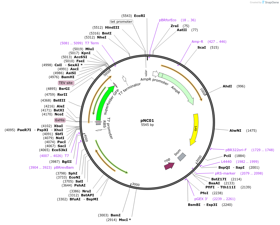 233643-plasmid-map-sequence-id-469022