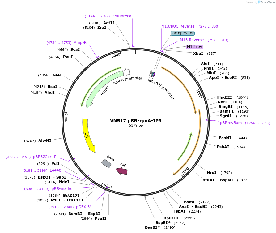235100-plasmid-map-sequence-id-469023