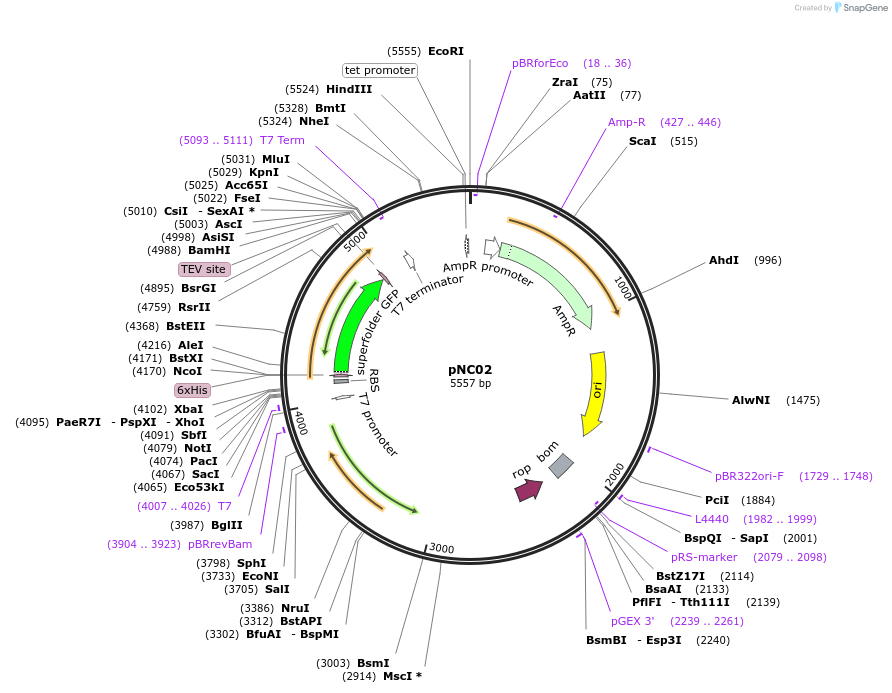 233644-plasmid-map-sequence-id-469024