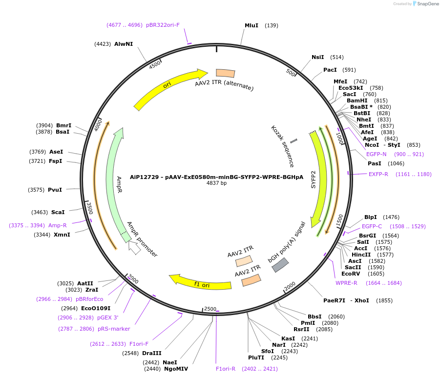234626-plasmid-map-sequence-id-469025