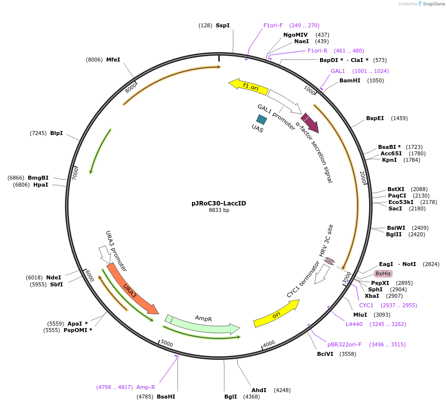 234652-plasmid-map-sequence-id-469026