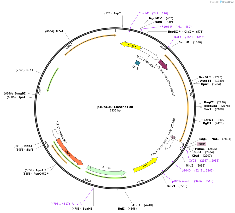 234653-plasmid-map-sequence-id-469027