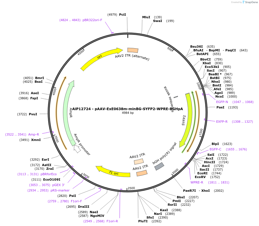 234624-plasmid-map-sequence-id-469029