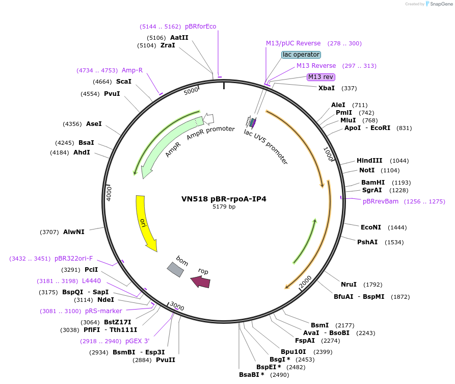 235101-plasmid-map-sequence-id-469030