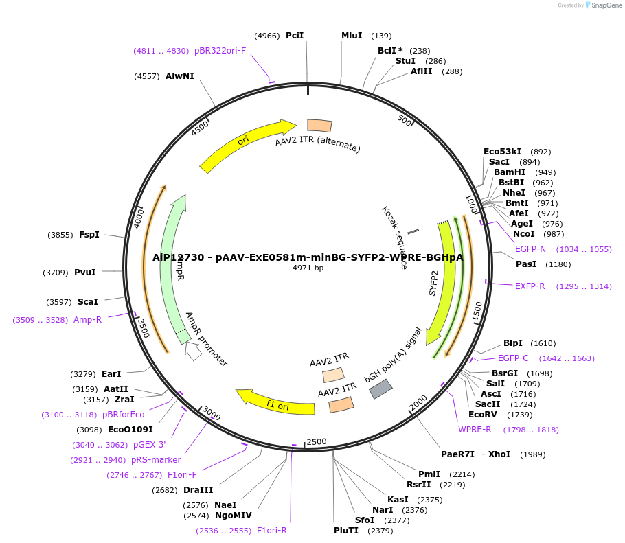 234627-plasmid-map-sequence-id-469031
