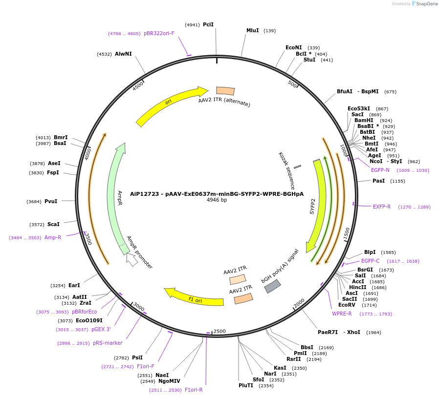 234623-plasmid-map-sequence-id-469032