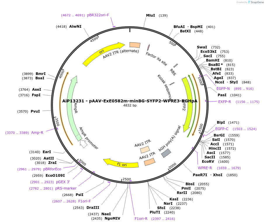 234628-plasmid-map-sequence-id-469033
