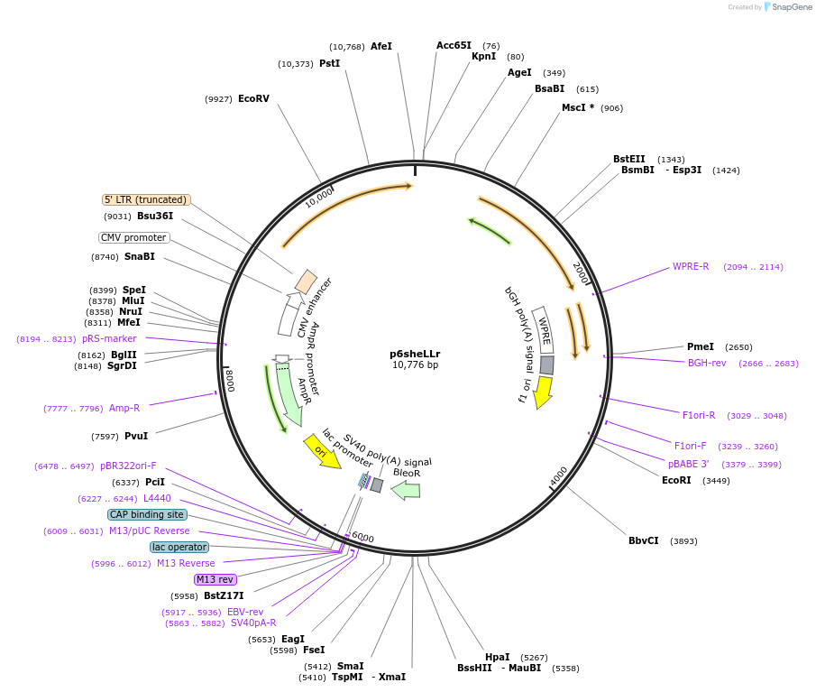 37318-plasmid-map-sequence-id-46904