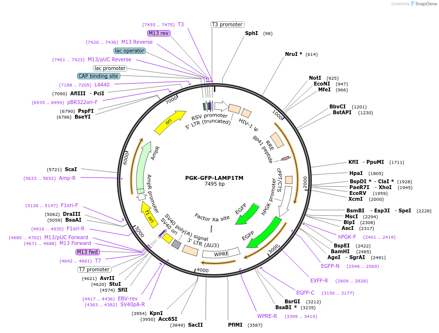234874-plasmid-map-sequence-id-469048