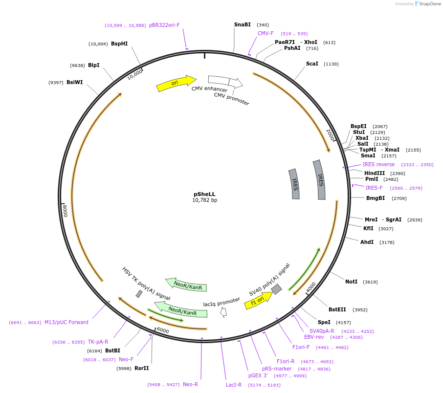 37319-plasmid-map-sequence-id-46905