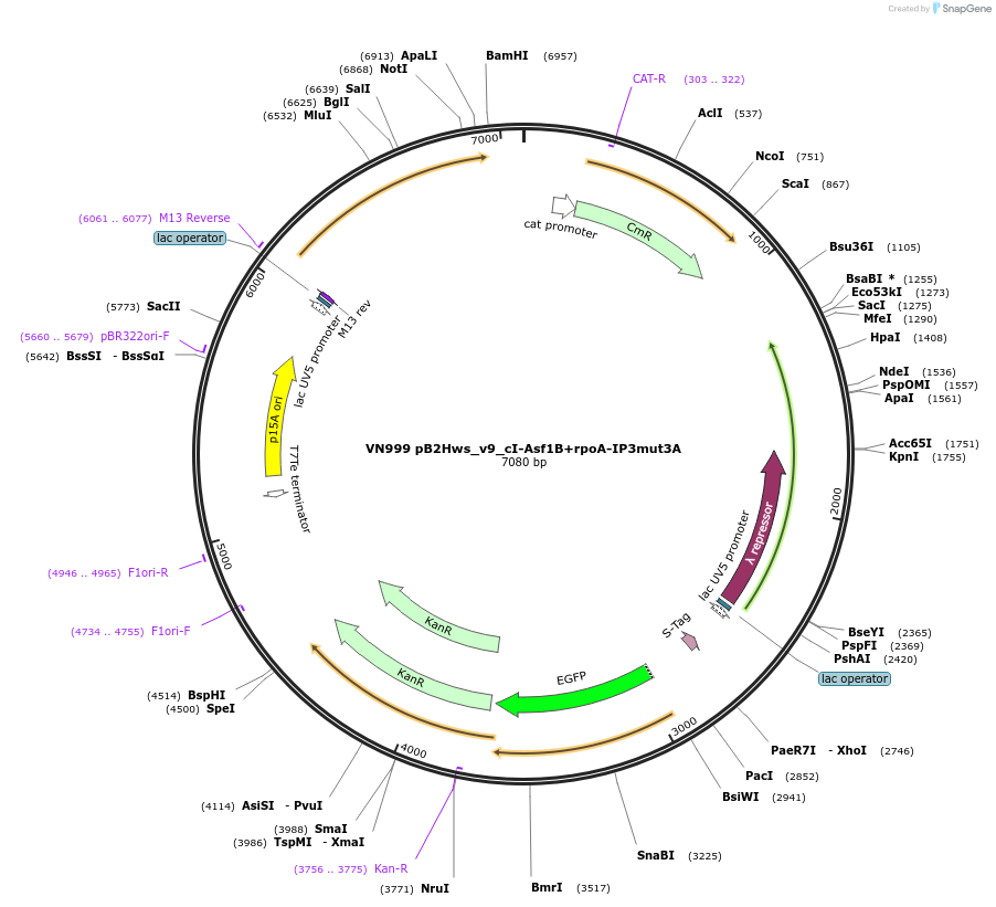 235104-plasmid-map-sequence-id-469059