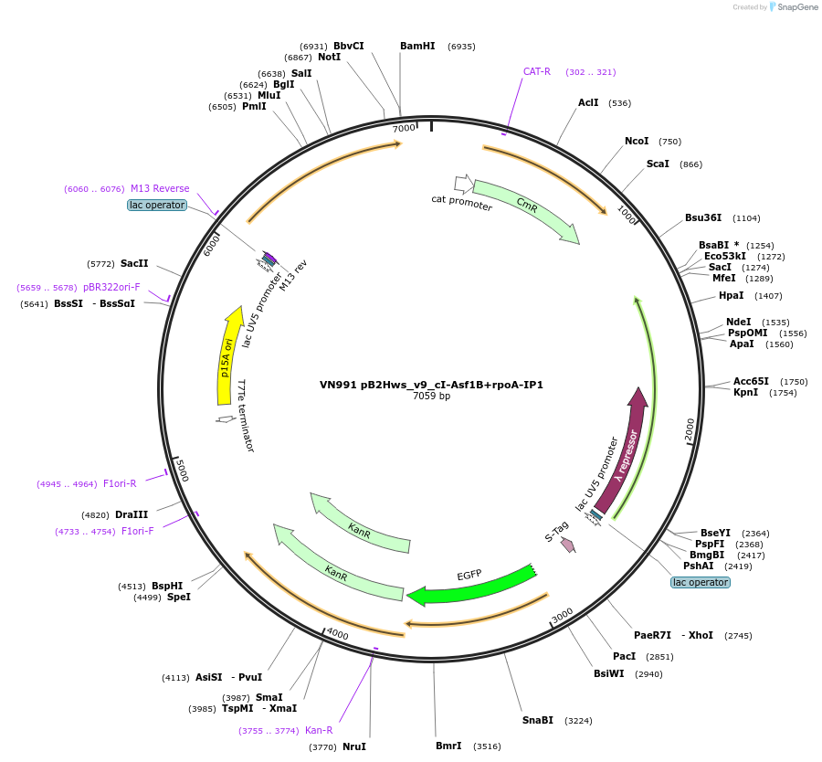 235105-plasmid-map-sequence-id-469060