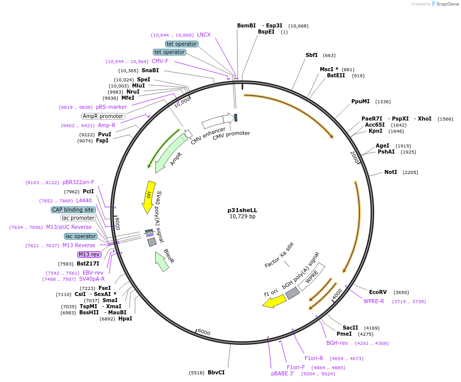 37322-plasmid-map-sequence-id-46909
