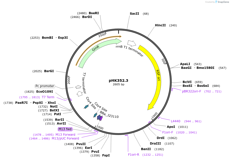 235473-plasmid-map-sequence-id-469104