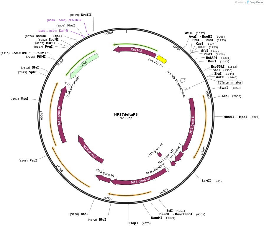235447-plasmid-map-sequence-id-469112