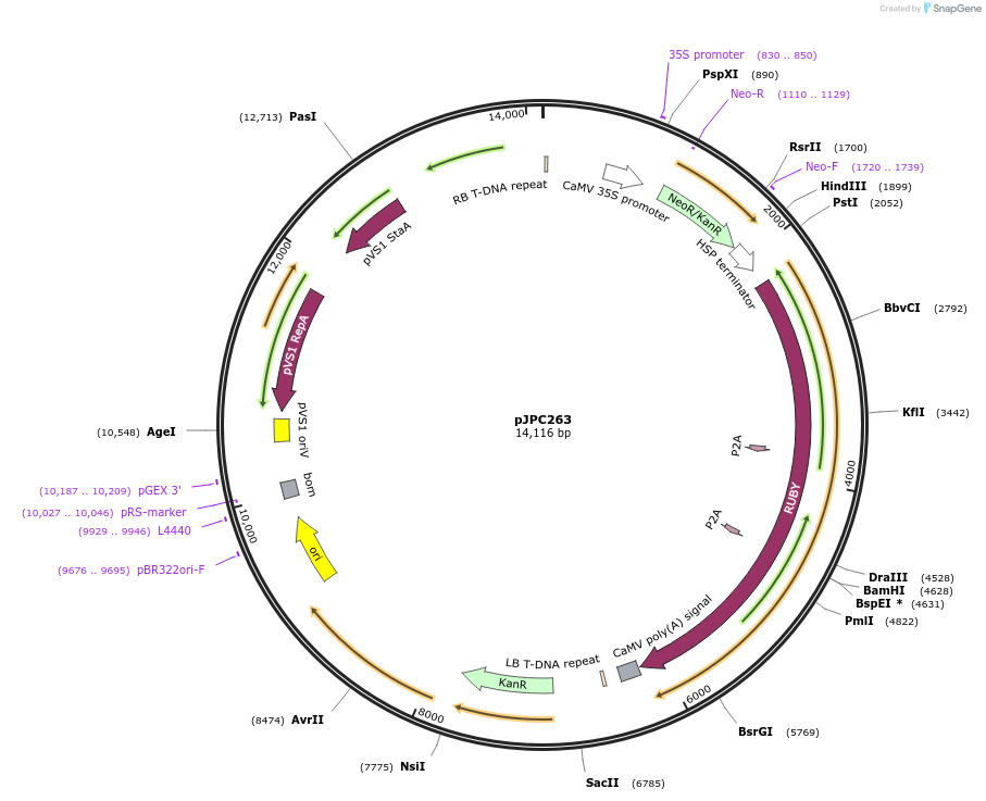 234530-plasmid-map-sequence-id-469146