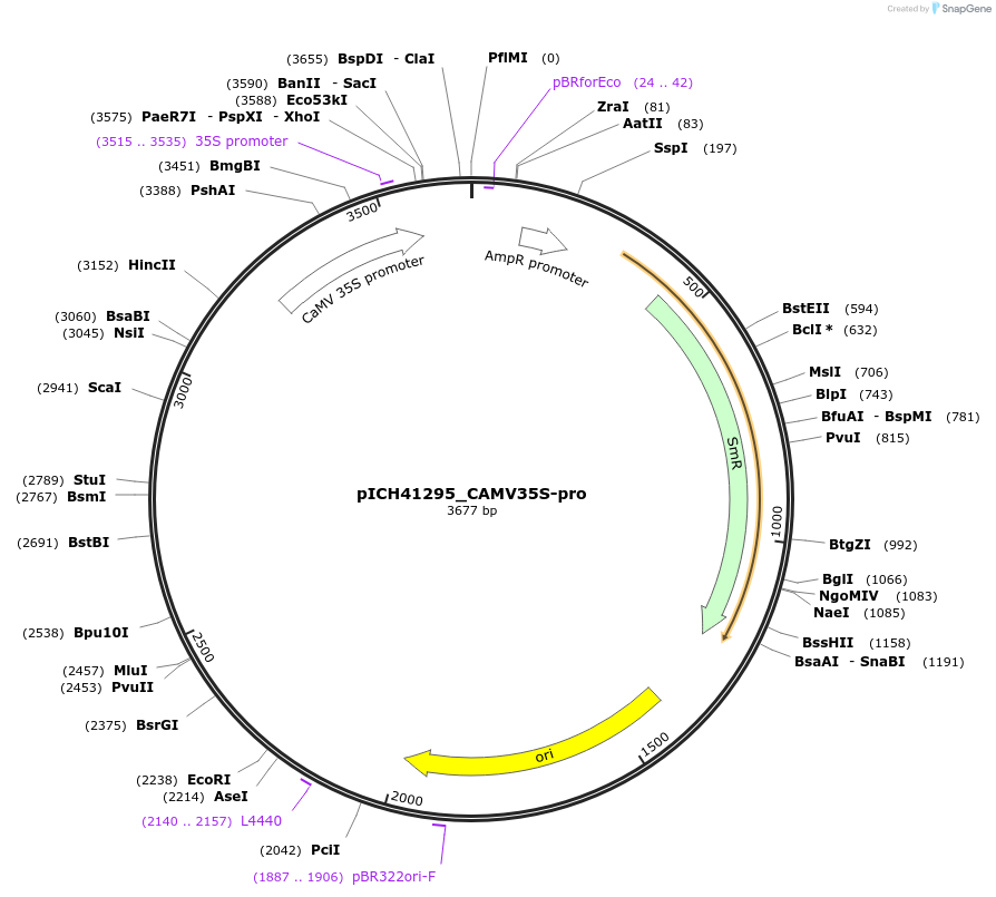 232551-plasmid-map-sequence-id-469182