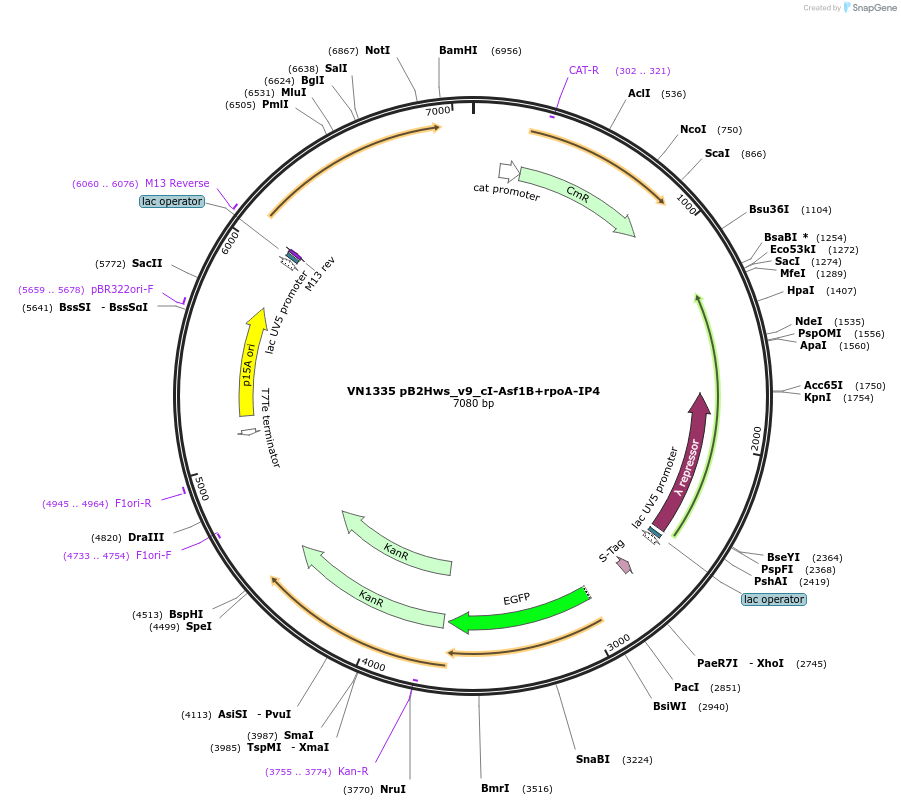 235108-plasmid-map-sequence-id-469184