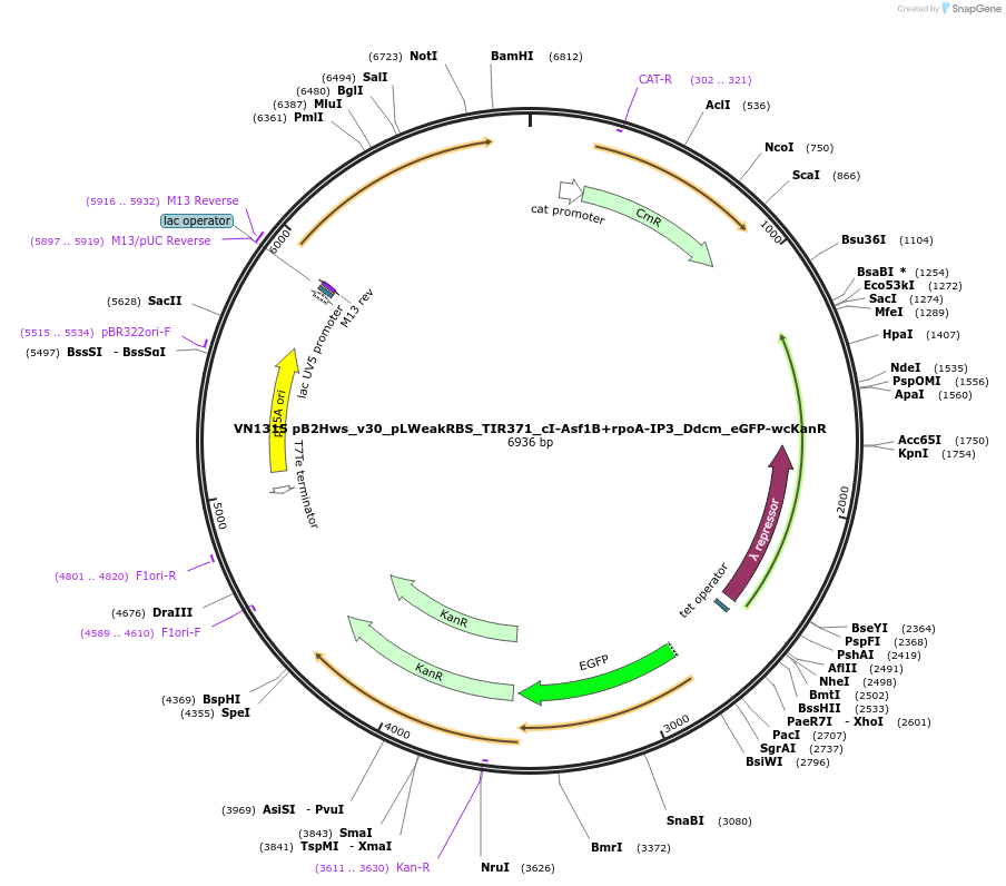 235112-plasmid-map-sequence-id-469190