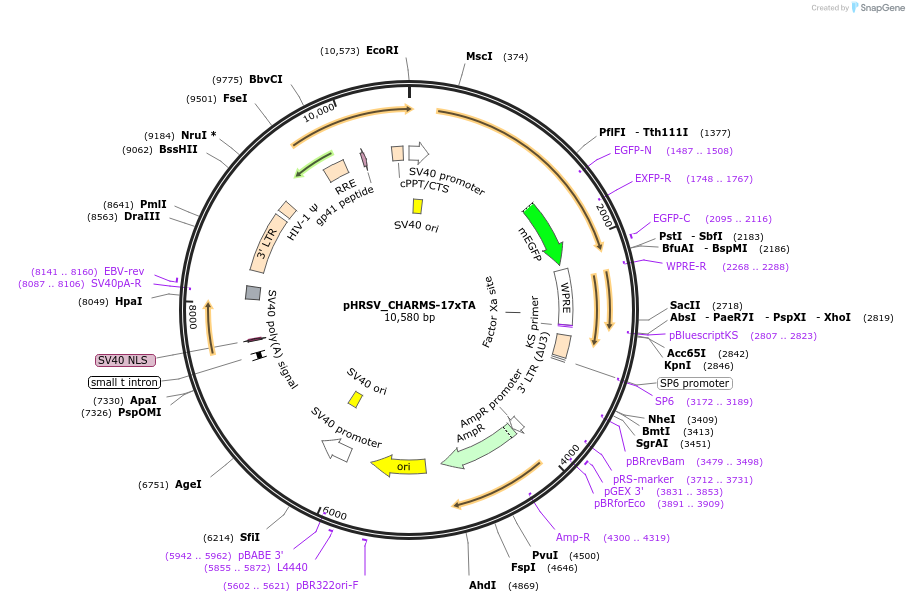 233934-plasmid-map-sequence-id-469193