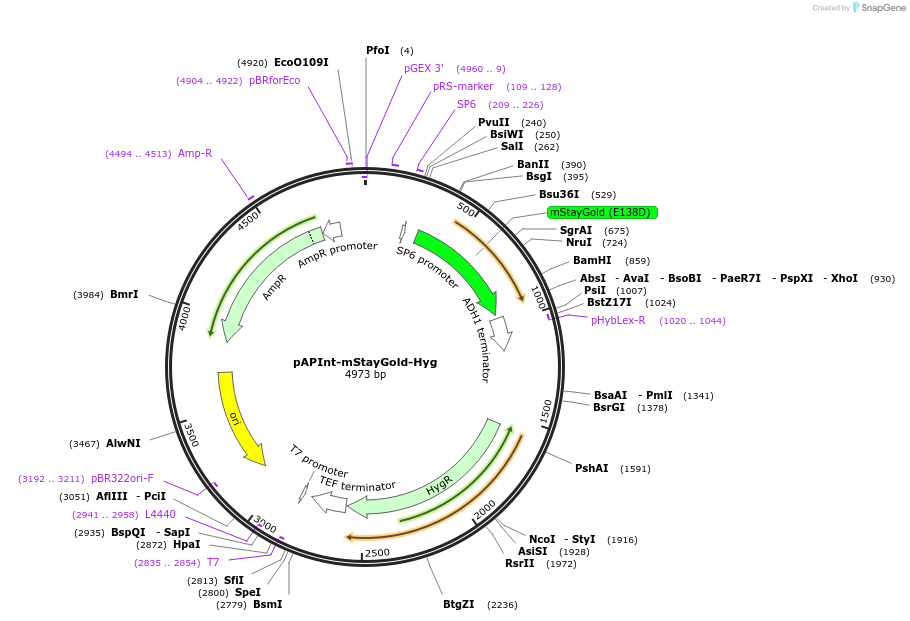 236486-plasmid-map-sequence-id-469195