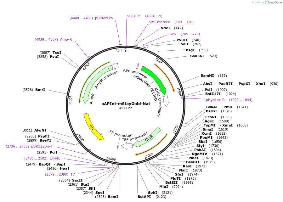 236485-plasmid-map-sequence-id-469196