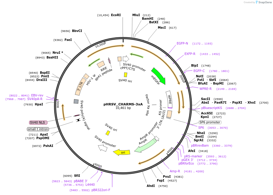 233926-plasmid-map-sequence-id-469198