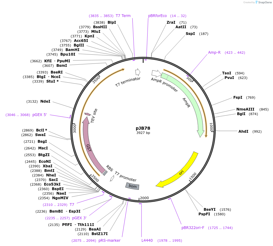 235738-plasmid-map-sequence-id-469199